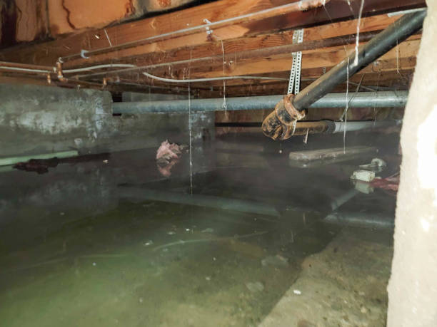 Best Carpet water damage restoration  in Balcones Heights, TX